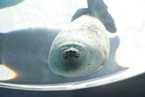 海遊館のアザラシ