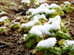 雪解の水