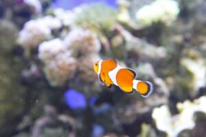 歯科医院のカクレクマノミ