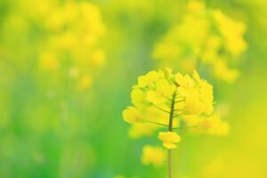 菜の花