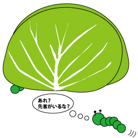 キャベツと青虫