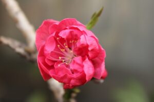 桃の花