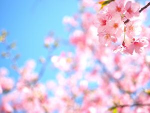 桜開花宣言