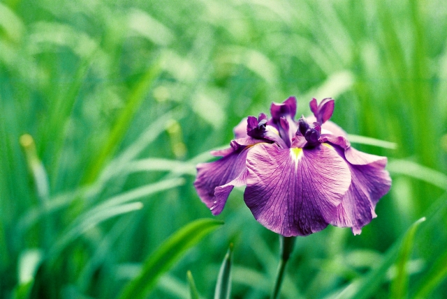 菖蒲