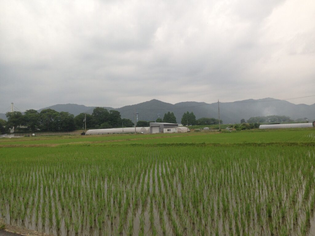 田植えは日本の風物詩