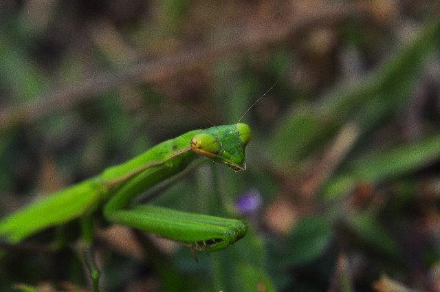 kamakiri_c975a4317b17d088ec3555bd156ebc6b_s
