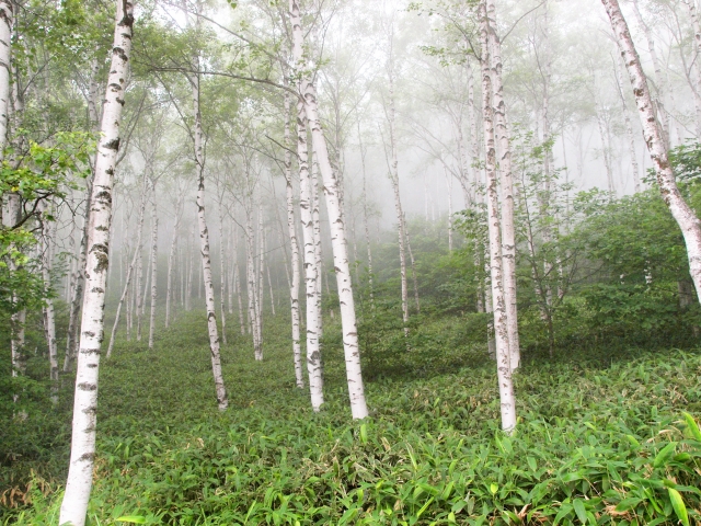 朝霧の森